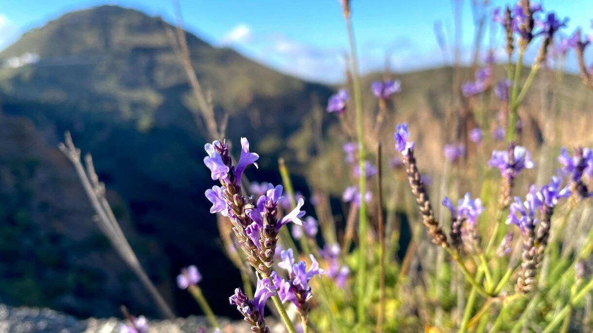 Gran Canaria (Las Palmas), Canary Islands