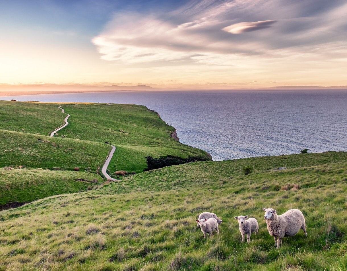 Flock of sheep standing on lush coastal hills overlooking the ocean at sunset in Canterbury, New Zealand.