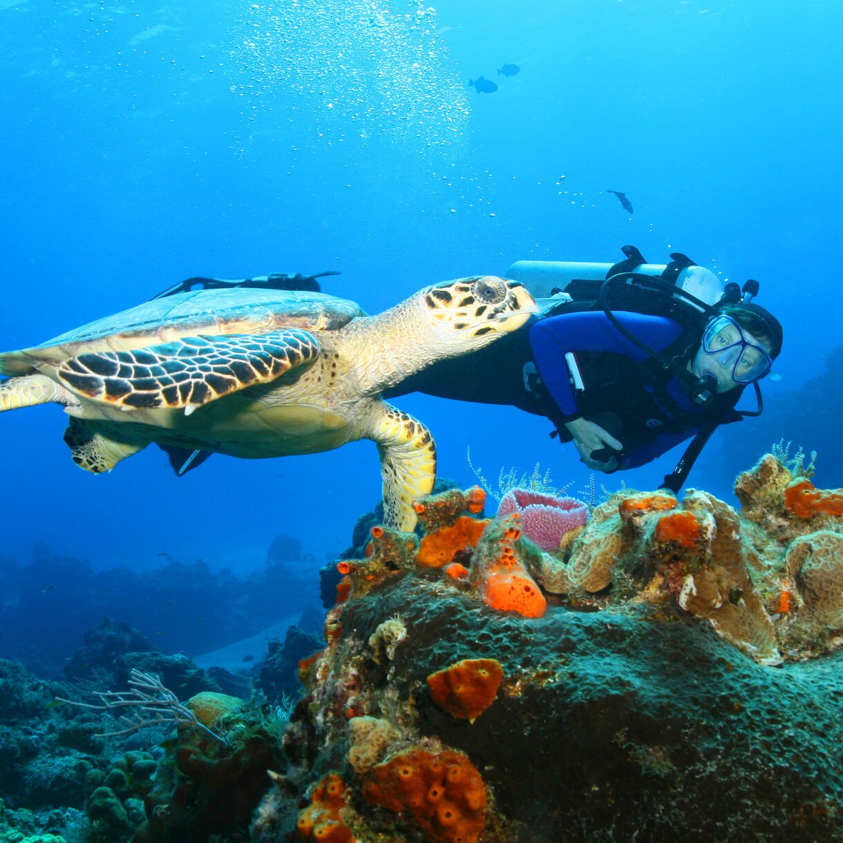 A scuba diver swims near a large sea turtle above a colorful coral reef in the Caribbean.