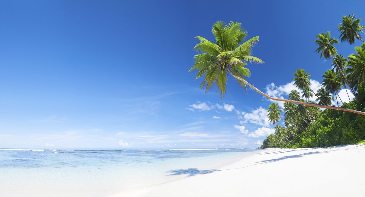 A peaceful Caribbean beach scene with a single palm tree leaning over the white sandy shore, surrounded by calm blue waters and a vibrant, clear sky. 