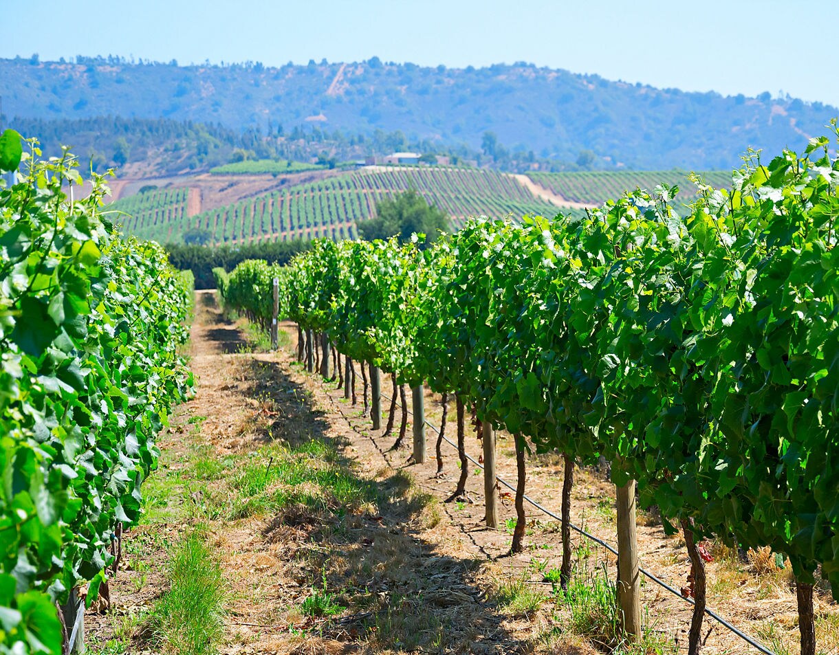Neat vineyard rows filled with bright green grapevines under a clear sky, with layered hills rising softly in the distance. 