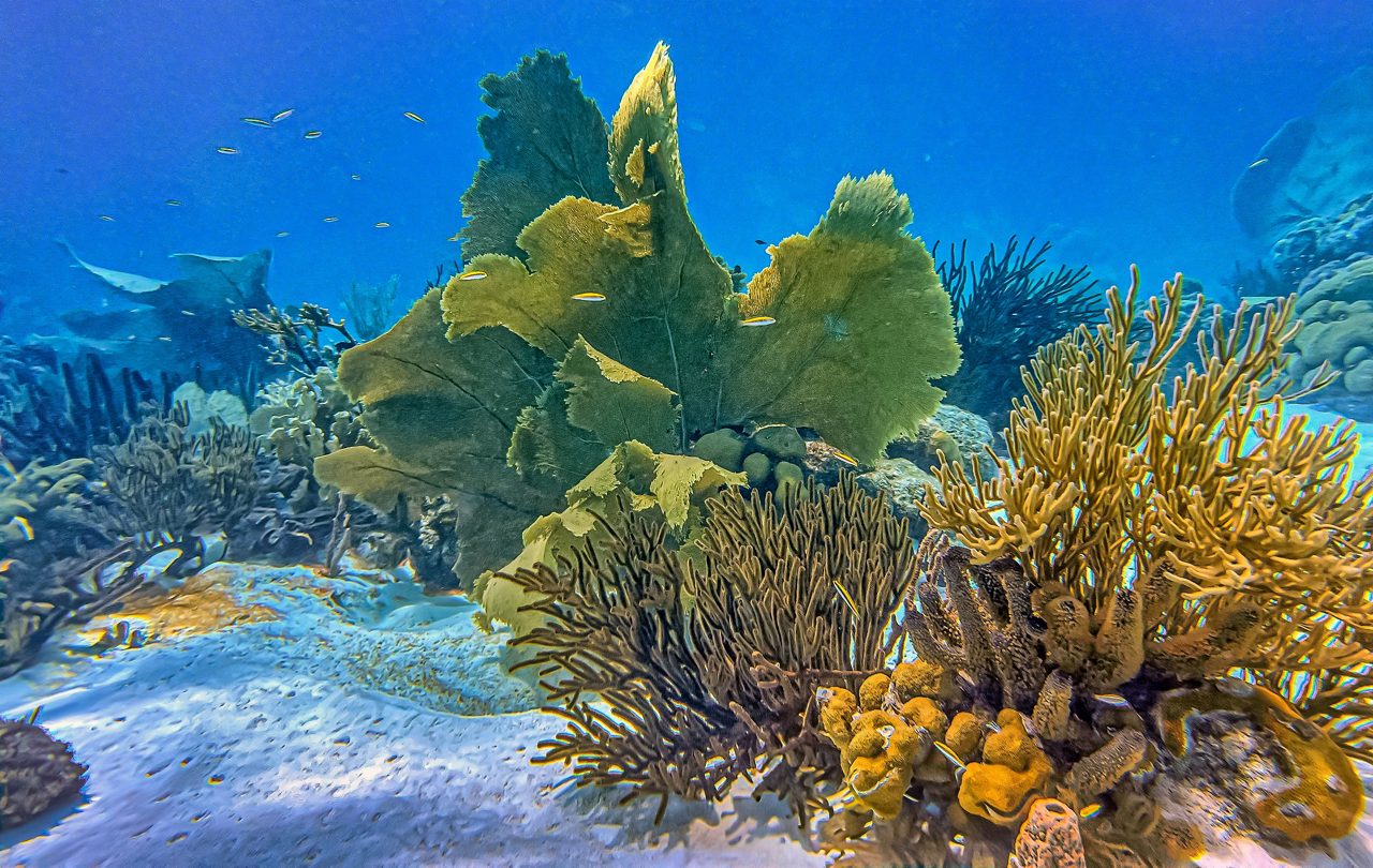 A vibrant underwater scene featuring lush green seaweed, yellow and orange coral and small fish swimming through crystal-clear waters near Cays.