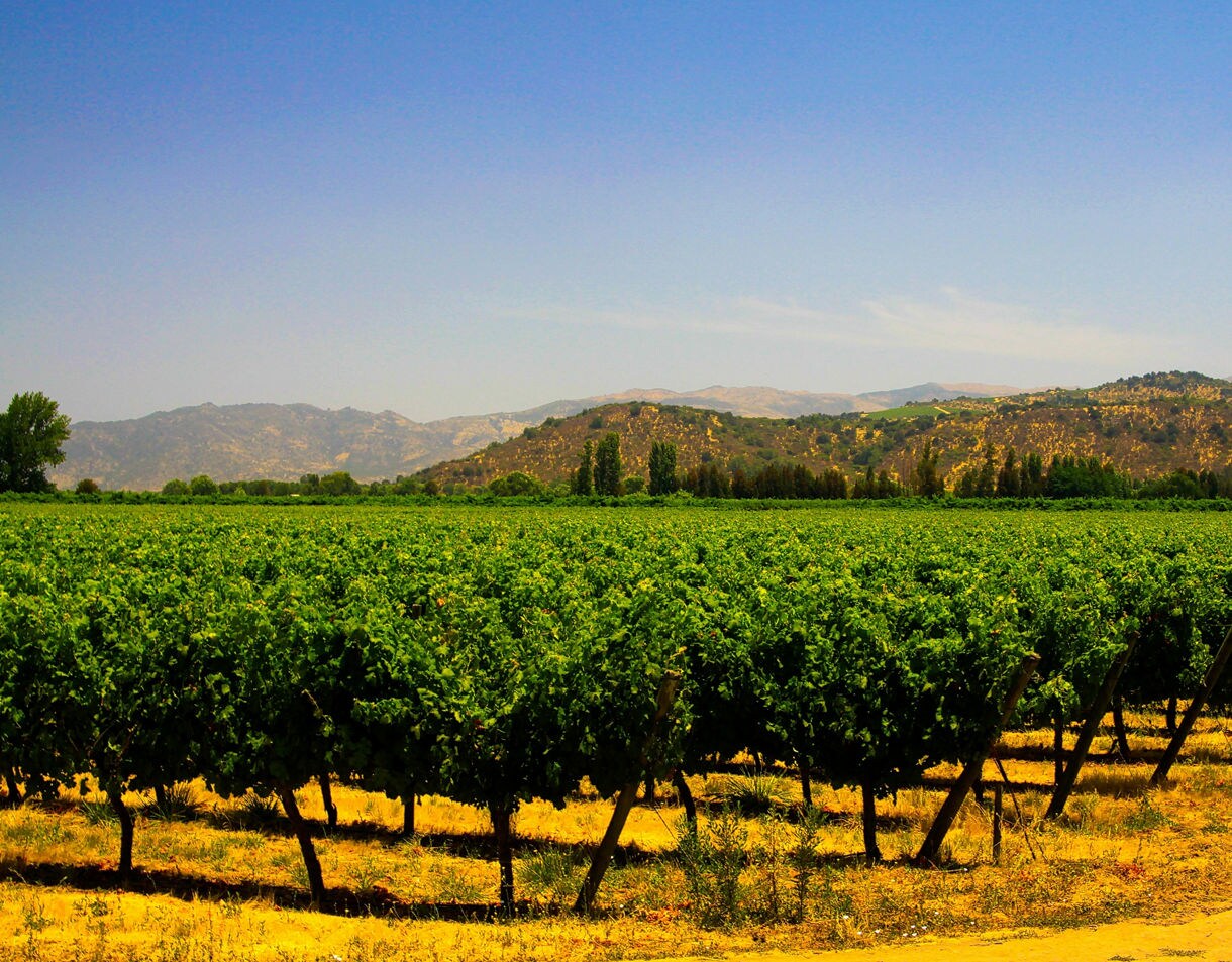 Rows of lush grapevines fill a wide vineyard in Chile’s Central Valley with golden soil below and hazy, rolling hills in the distance under a clear blue sky.