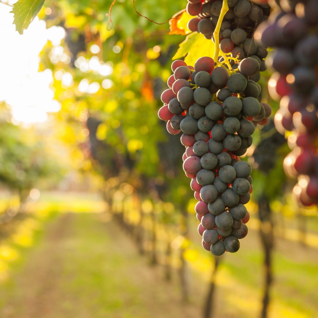 Close-up of juicy grapes on a vine.