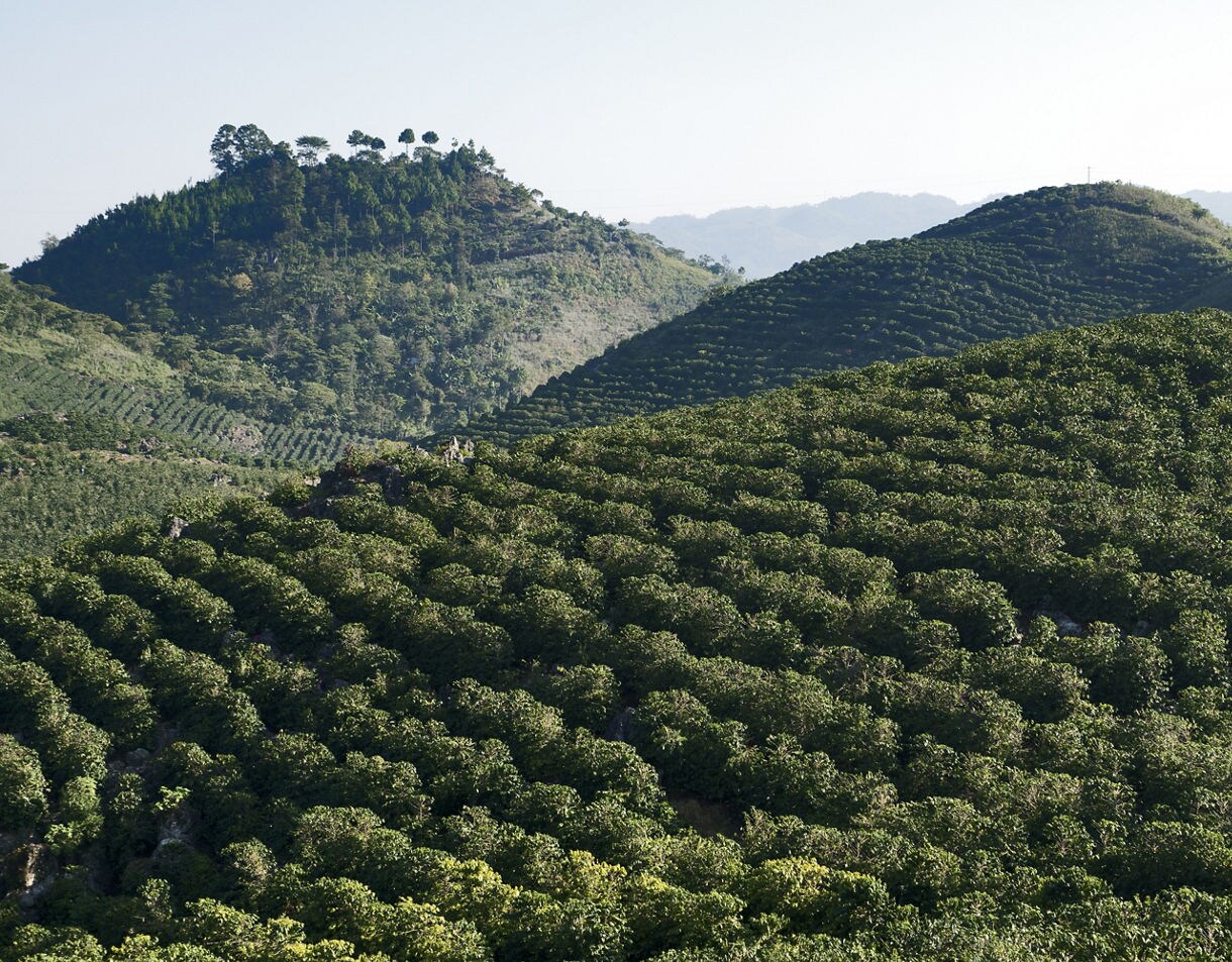 Expansive coffee plantation covering green rolling hills in Guatemala’s highlands under a clear sky.