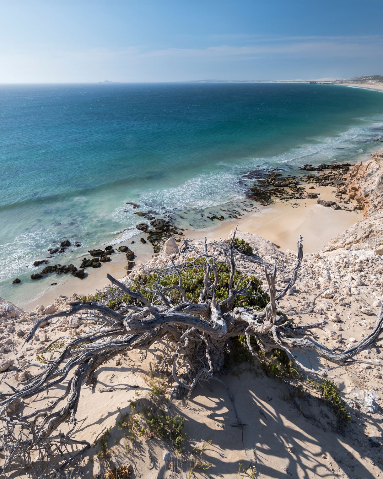 A windswept coastal cliff with twisted driftwood in the foreground overlooking a beach with turquoise water, rocky shoreline and rolling waves.