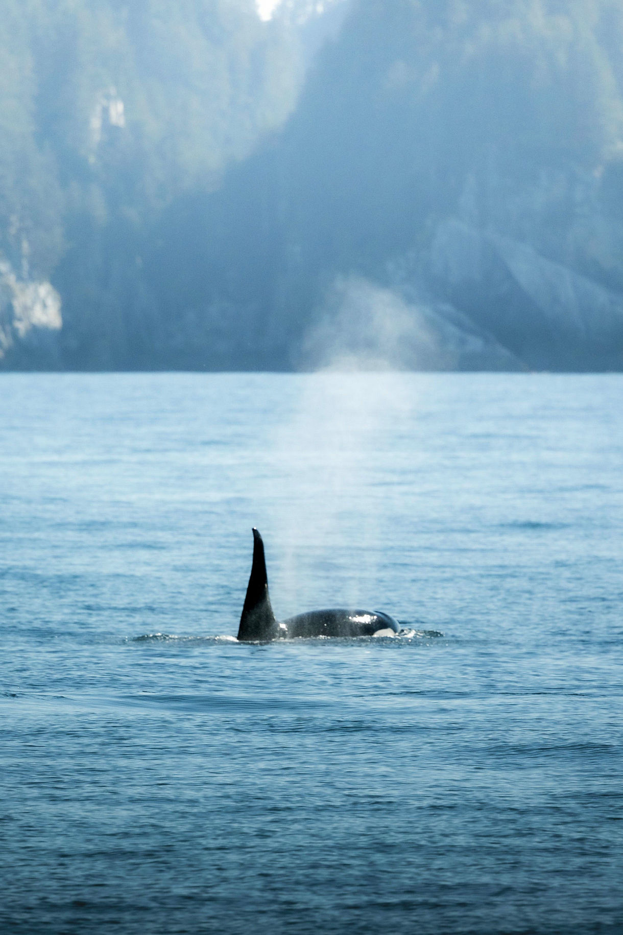 An orca swimming in the waters of College Fjord, with its dorsal fin visible above the surface and a mist of water rising into the air, surrounded by a serene, misty backdrop.