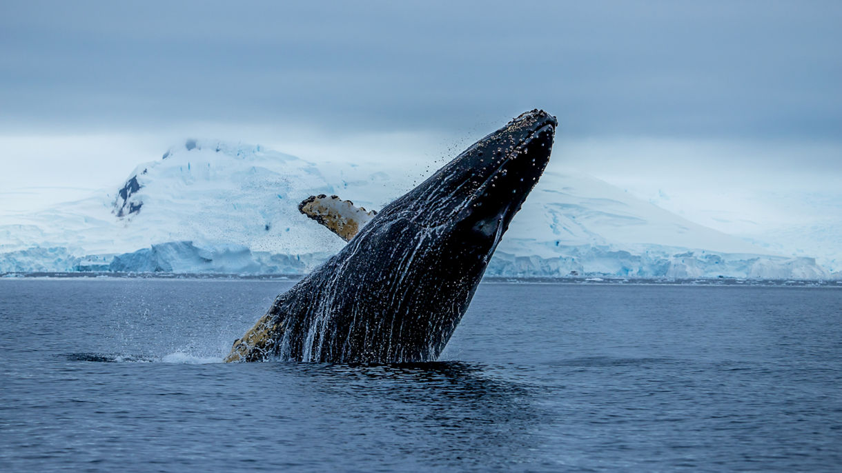 Wildlife marine