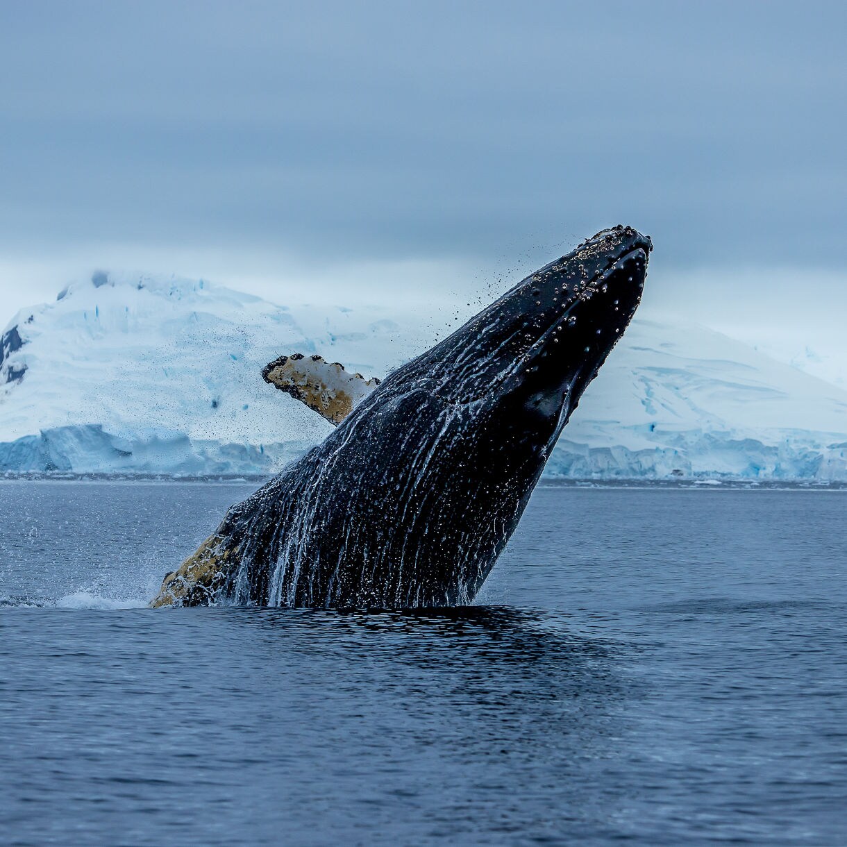 A humpback whale breaching the surface of the ocean near College Fjord, with droplets of water flying off its body and towering glaciers in the background.