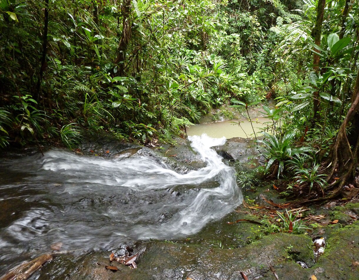 Small waterfall flowing over wet rocks into a calm jungle pool, surrounded by dense tropical vegetation.
