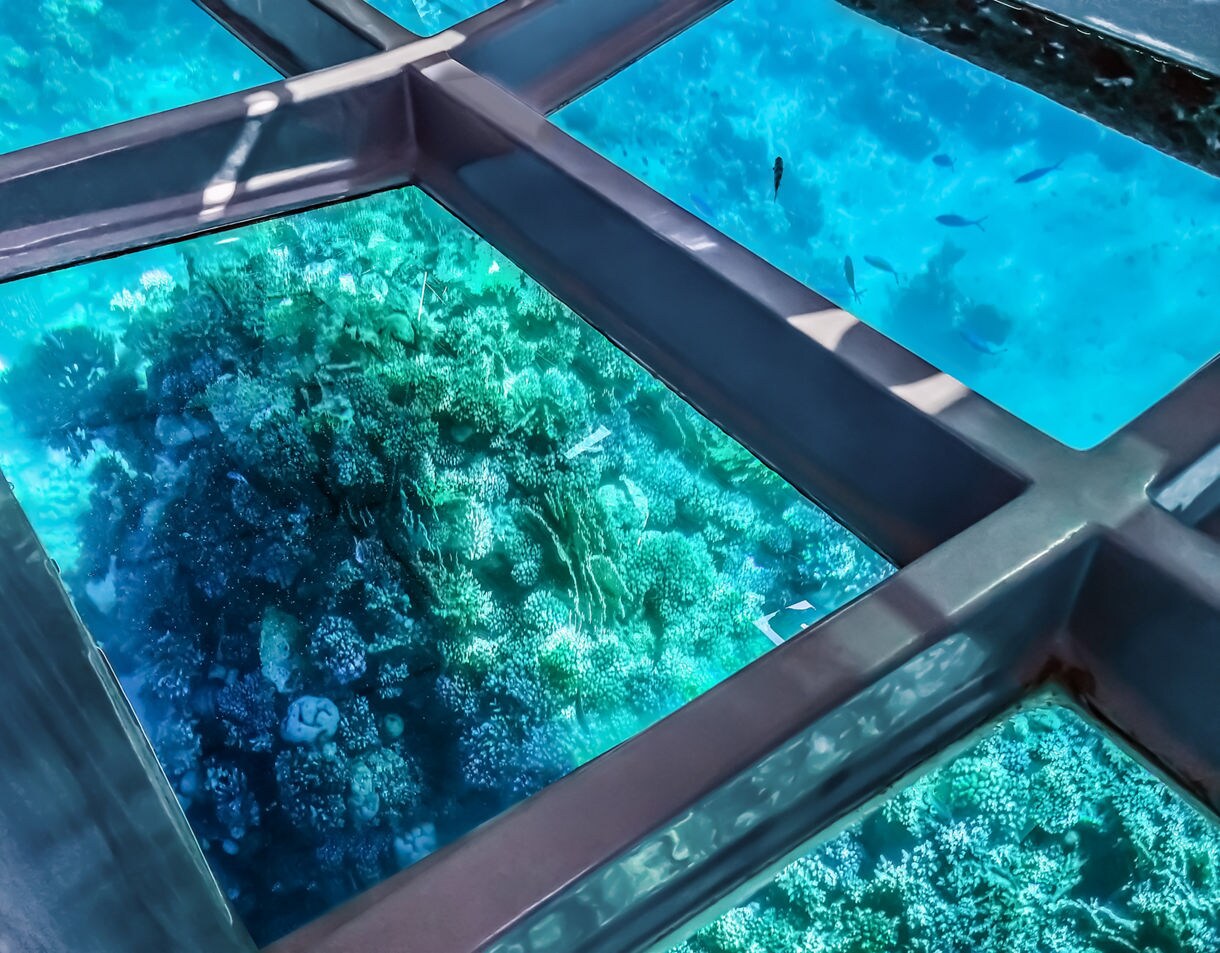 View of colorful coral and small fish seen through clear glass panels on the bottom of a boat.