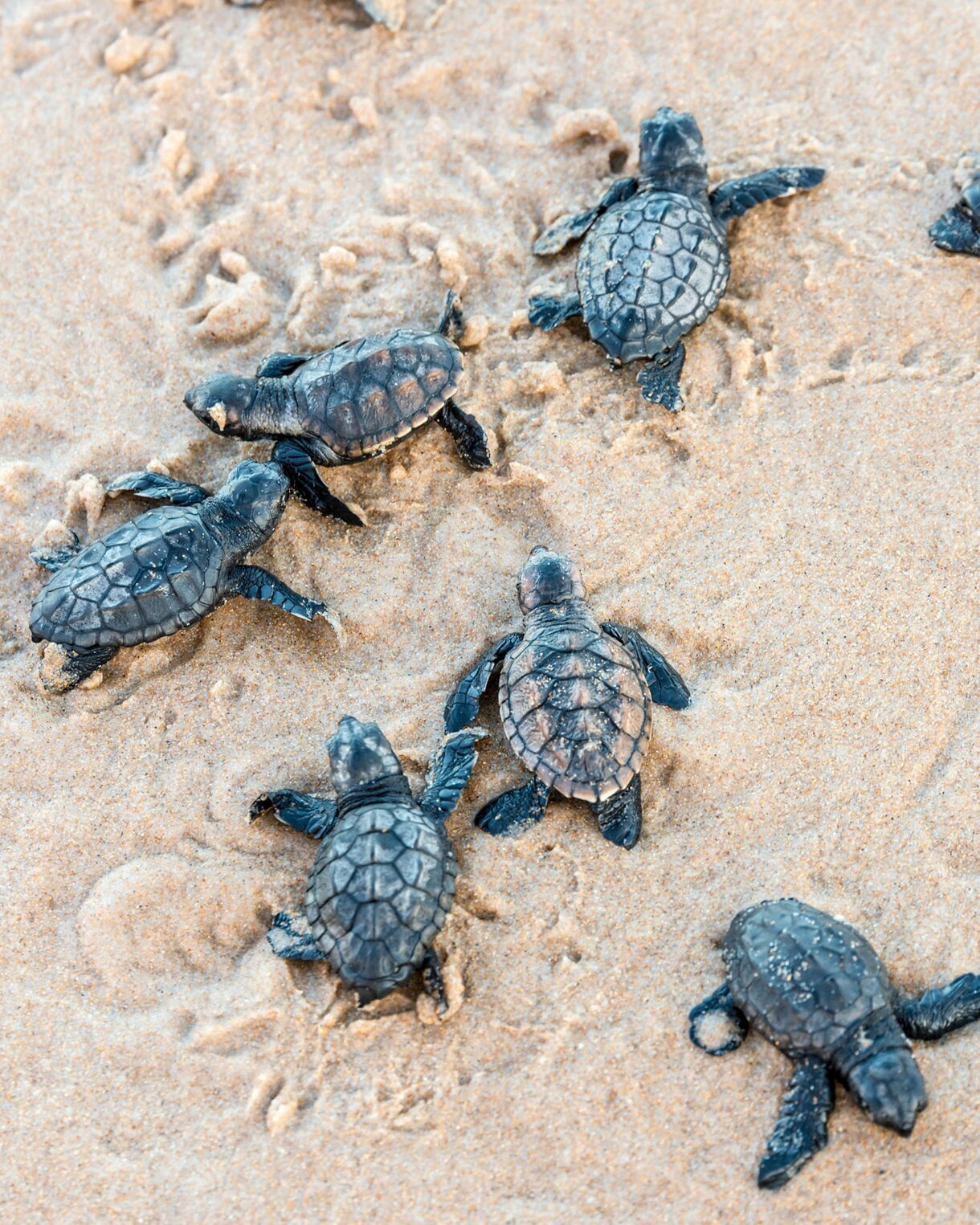 A group of baby sea turtles crawling across wet sand toward the ocean.