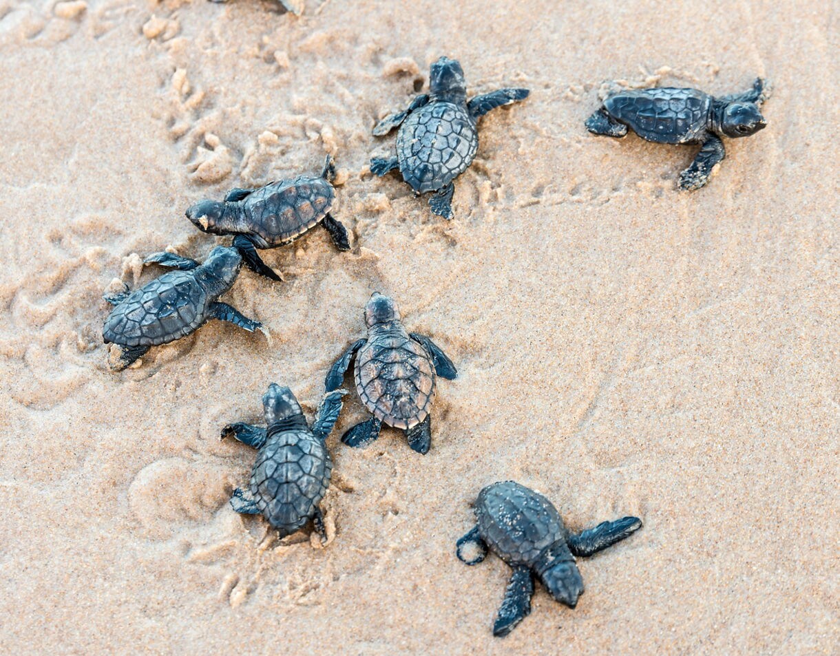 A group of baby sea turtles crawling across wet sand toward the ocean.