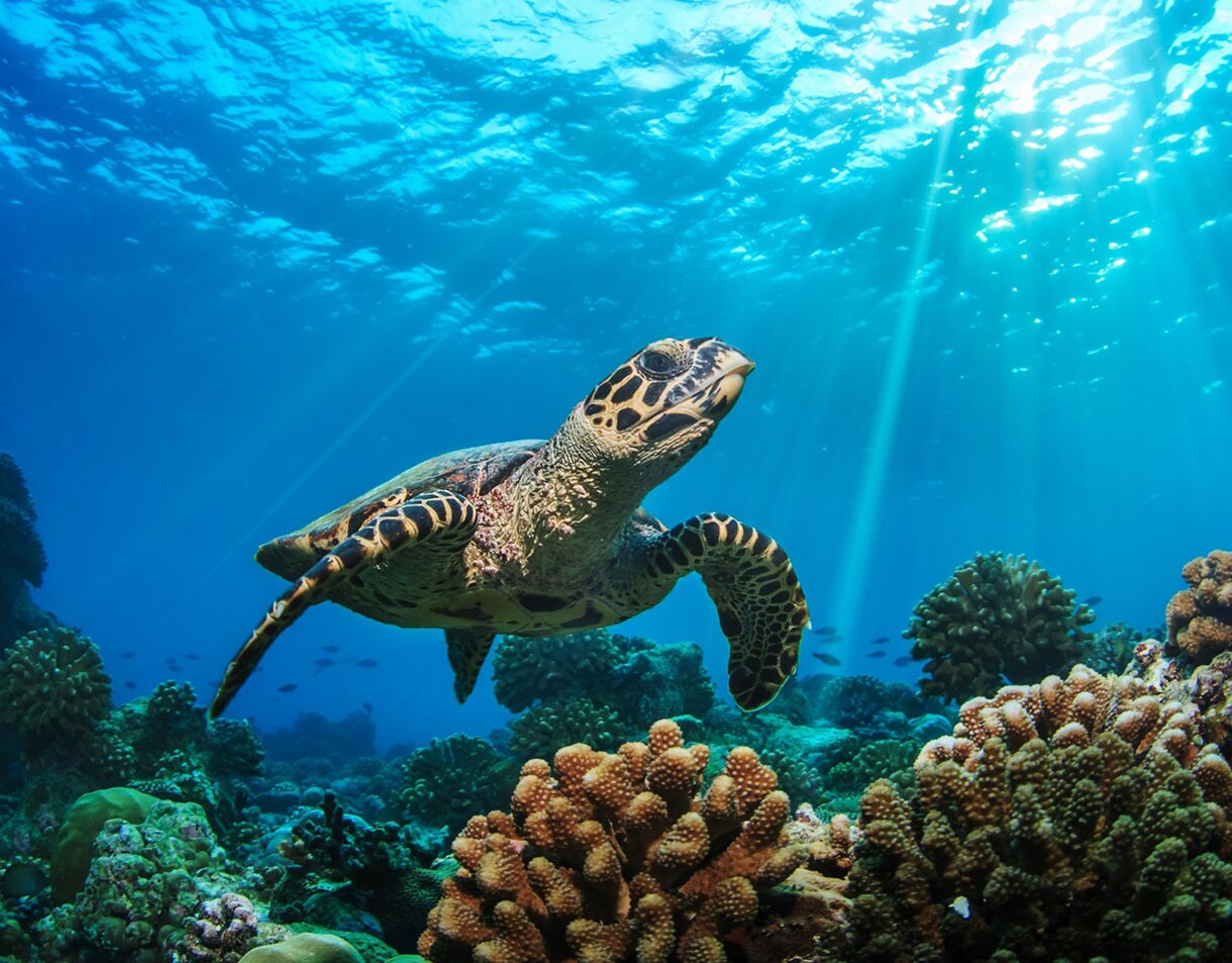 A sea turtle swimming above colorful coral formations in clear blue water with sunbeams streaming through the surface.