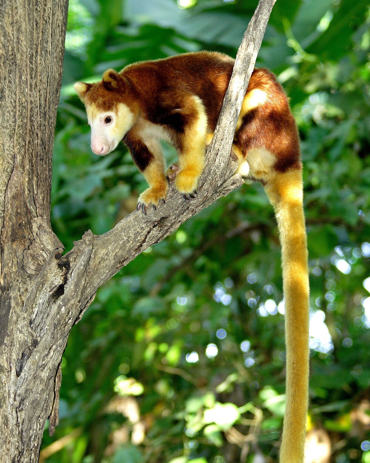A brightly colored tree-dwelling marsupial perched on a branch, featuring golden limbs, a long yellow tail and a soft brown-and-cream coat against lush green rainforest foliage.