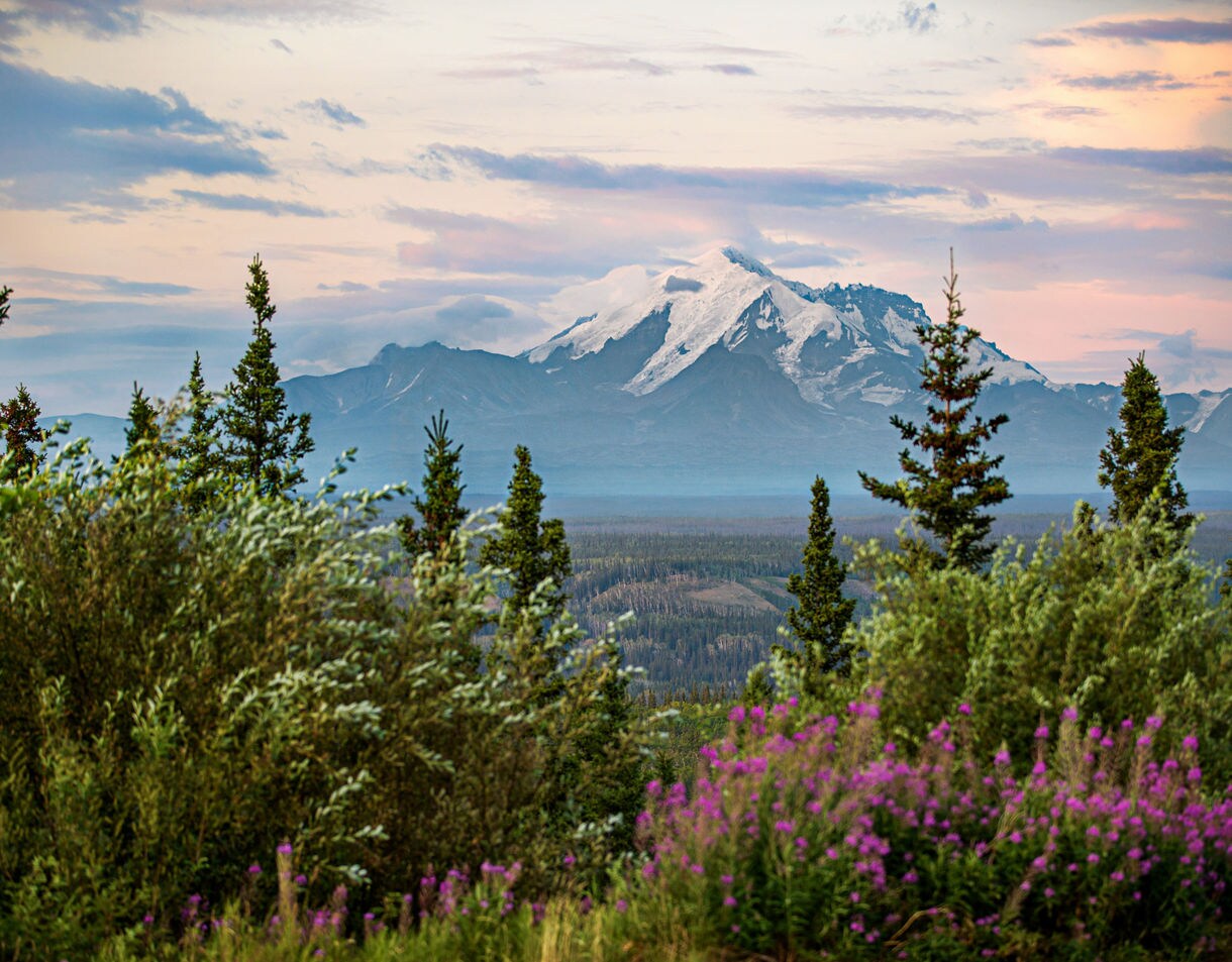 Majestic snow-covered mountain peak framed by evergreen spruce trees with purple fireweed blooms in the foreground under a pink and blue evening sky.