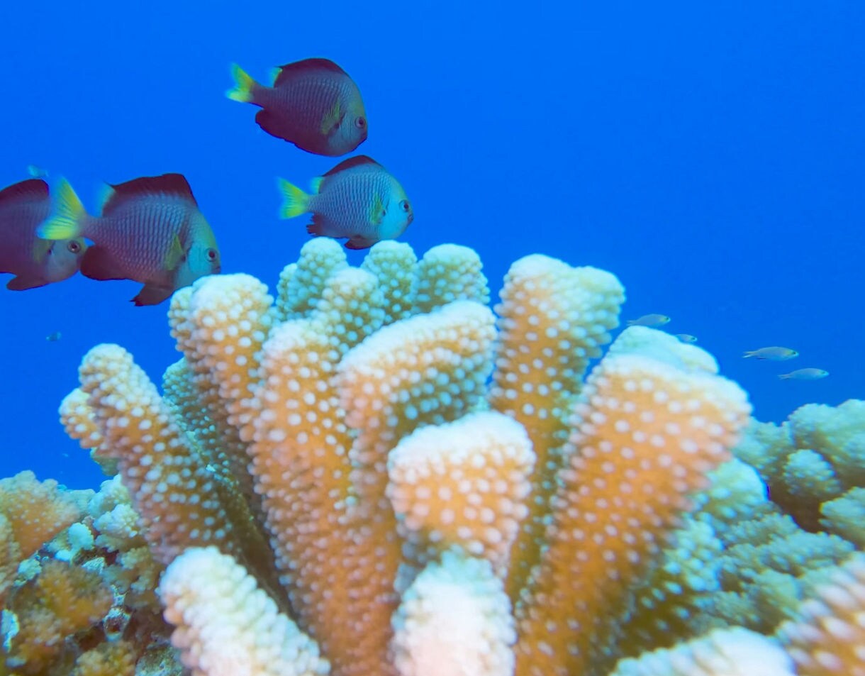 Close-up of golden coral branches with small tropical fish swimming in bright blue water.