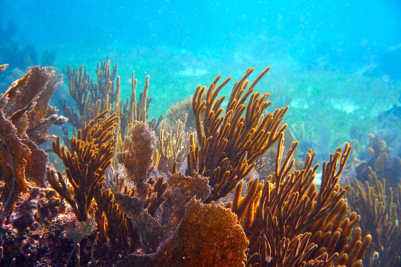 An underwater view of the Mesoamerican Barrier Reef near Costa Maya featuring delicate sea fans and branching coral bathed in sunlight with clear blue water in the background.