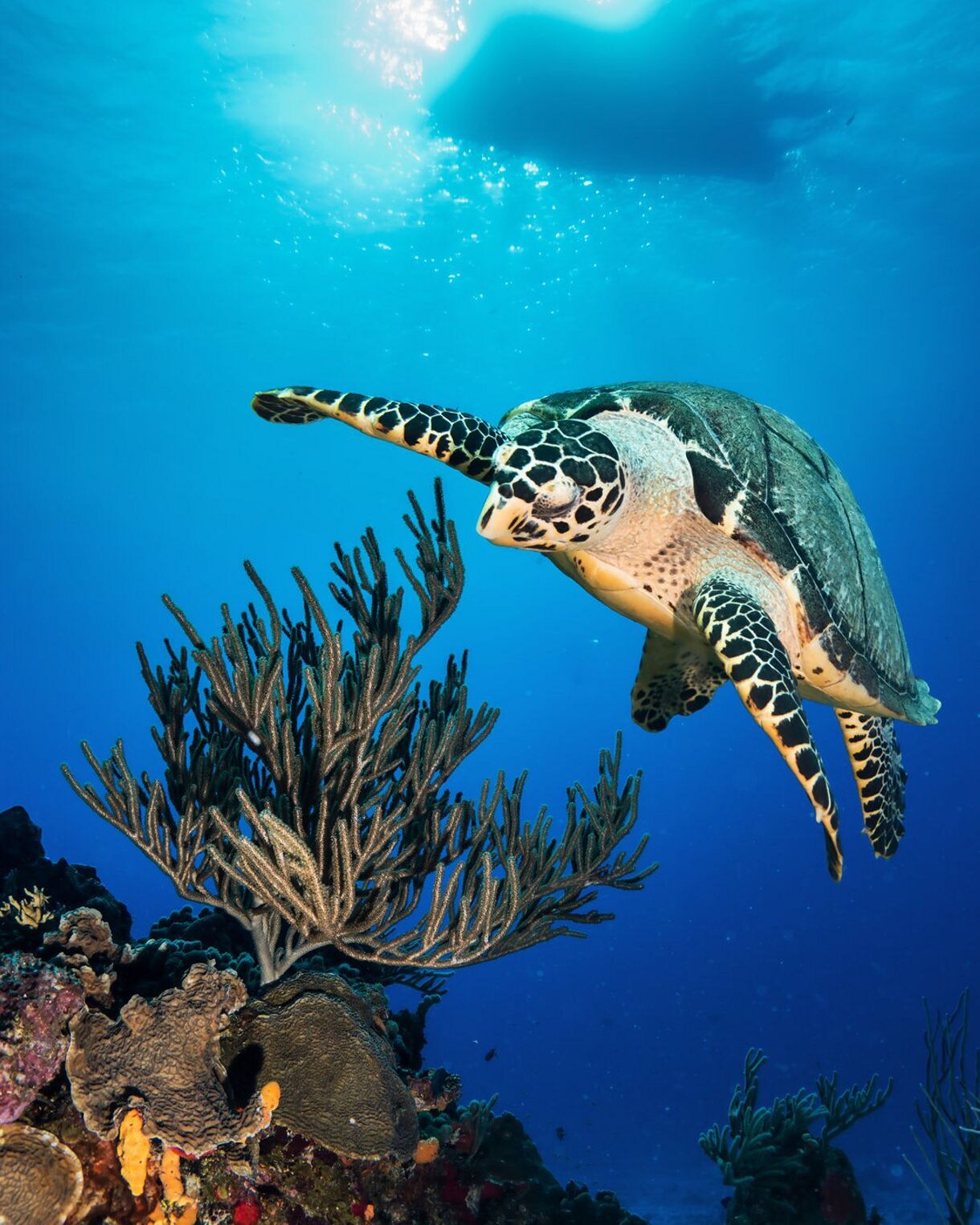 A hawksbill sea turtle swims near a coral reef at Palancar Reef in Cozumel, surrounded by soft coral branches and illuminated by sunlight filtering through the clear blue water.