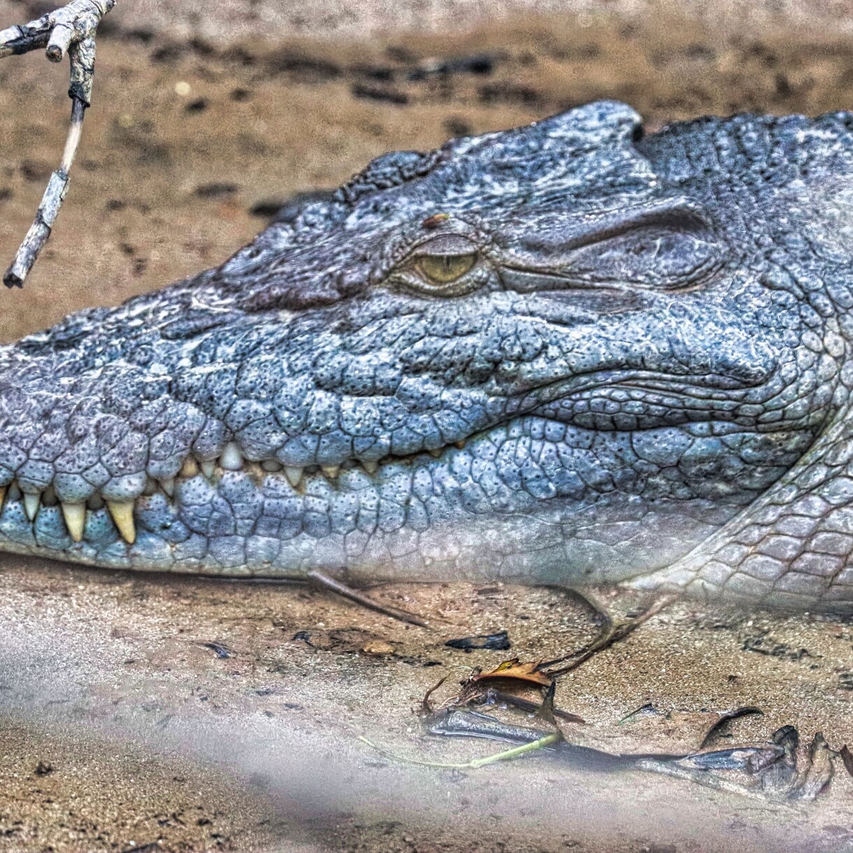 Close-up of a crocodile resting on sandy ground, showing its textured scales and sharp teeth.