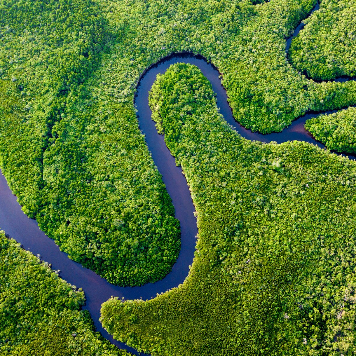 Aerial view of a winding river cutting through dense, bright green rainforest.
