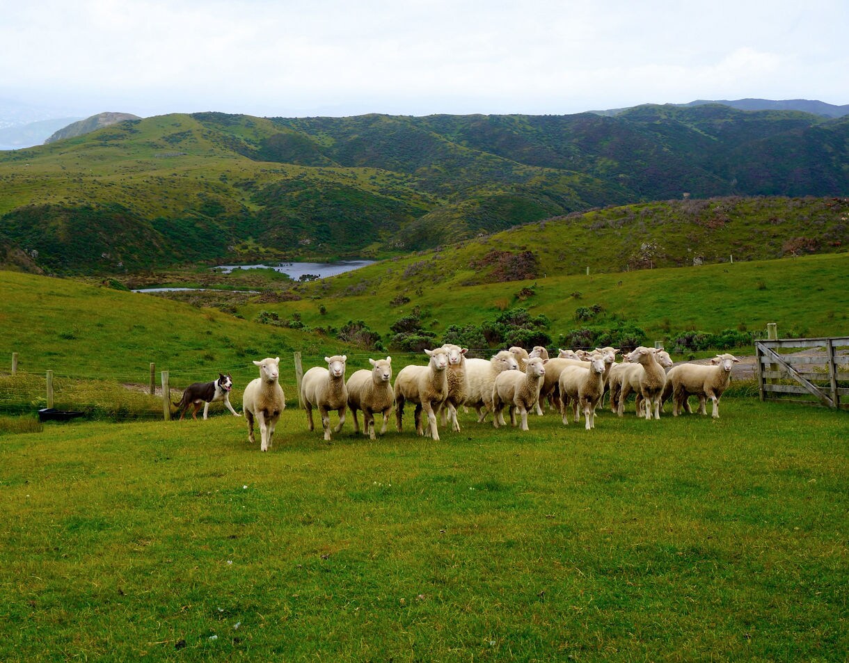 A herding dog drives a group of sheep across lush green farmland with hills and a small lake in the background.