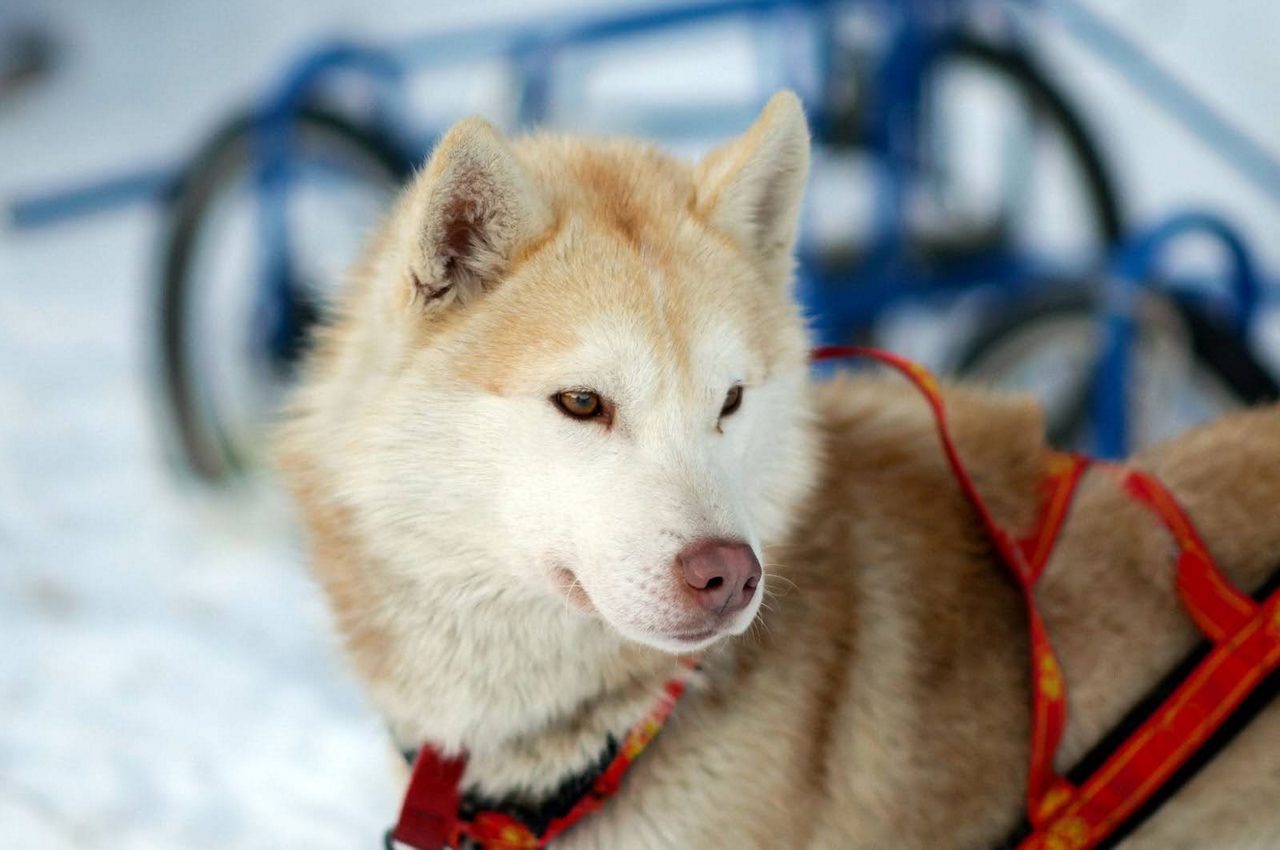 Close-up of a husky sled dog, wearing a harness, with a focused expression and snow-covered terrain in the background.