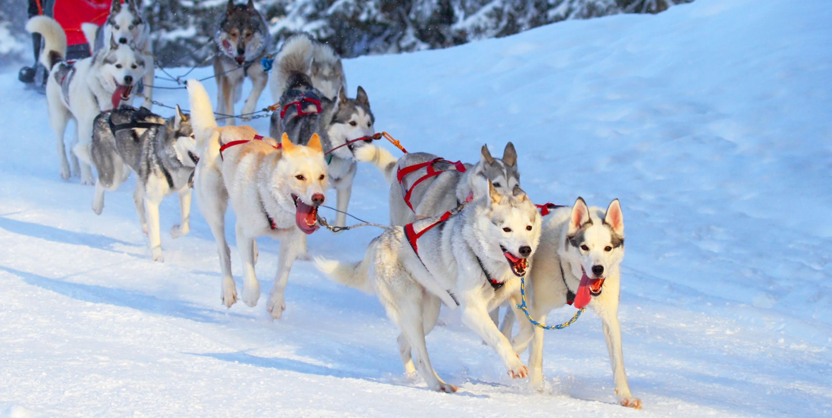 Alaska Dog Sledding Tours & Experiences-プリンセス・クルーズ