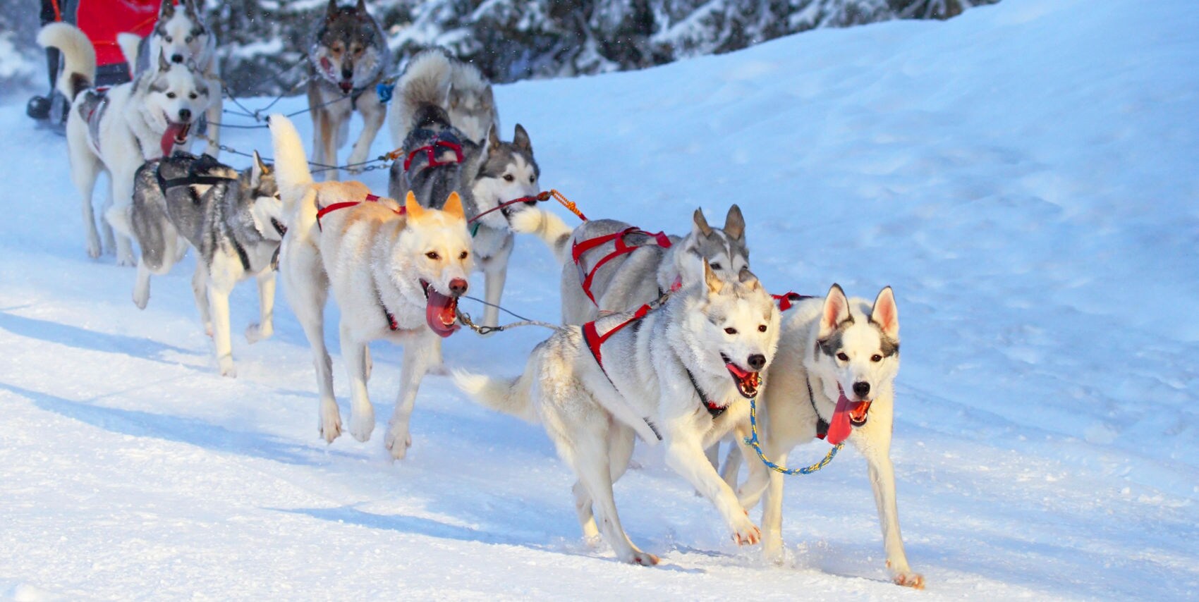 Pherrow's カウチンニット ALASKA 犬ぞり ハスキー Alaska Dog Sledding Tours & Experiences-プリンセス・クルーズ