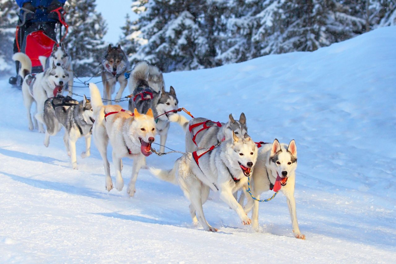 Pherrow's カウチンニット ALASKA 犬ぞり ハスキー Alaska Dog Sledding Tours & Experiences-プリンセス・クルーズ