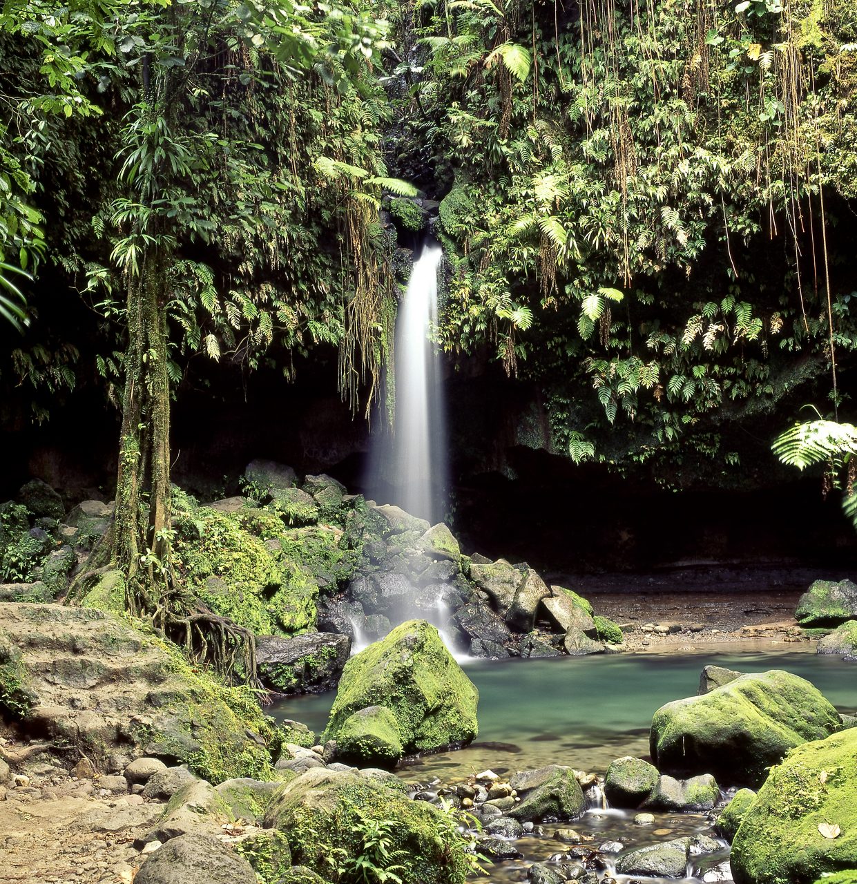 A scenic waterfall flowing into a turquoise pool surrounded by moss-covered rocks and dense tropical foliage in Dominica.