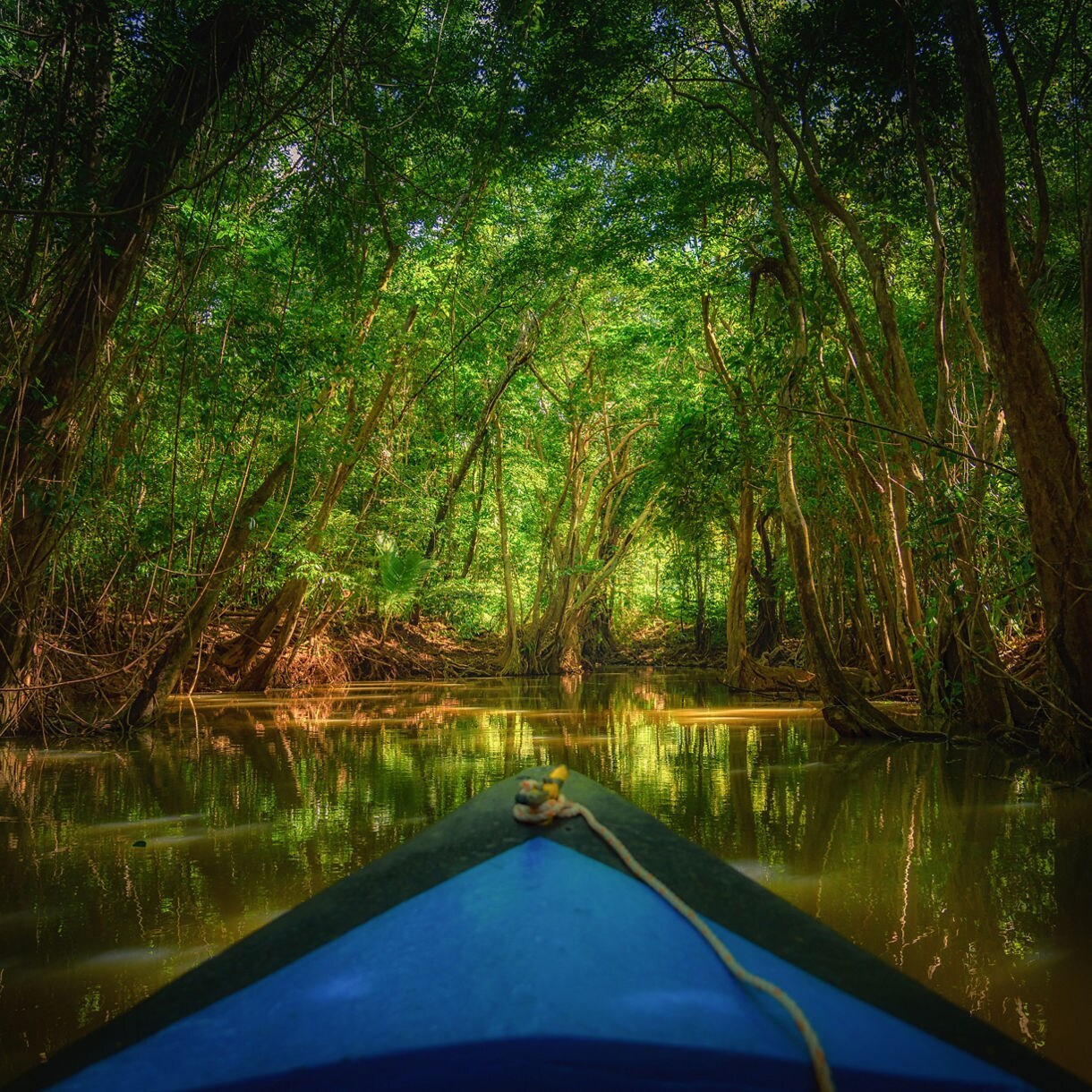 A kayaker's view navigating through a narrow mangrove channel with overhanging trees creating a green tunnel effect over calm water.