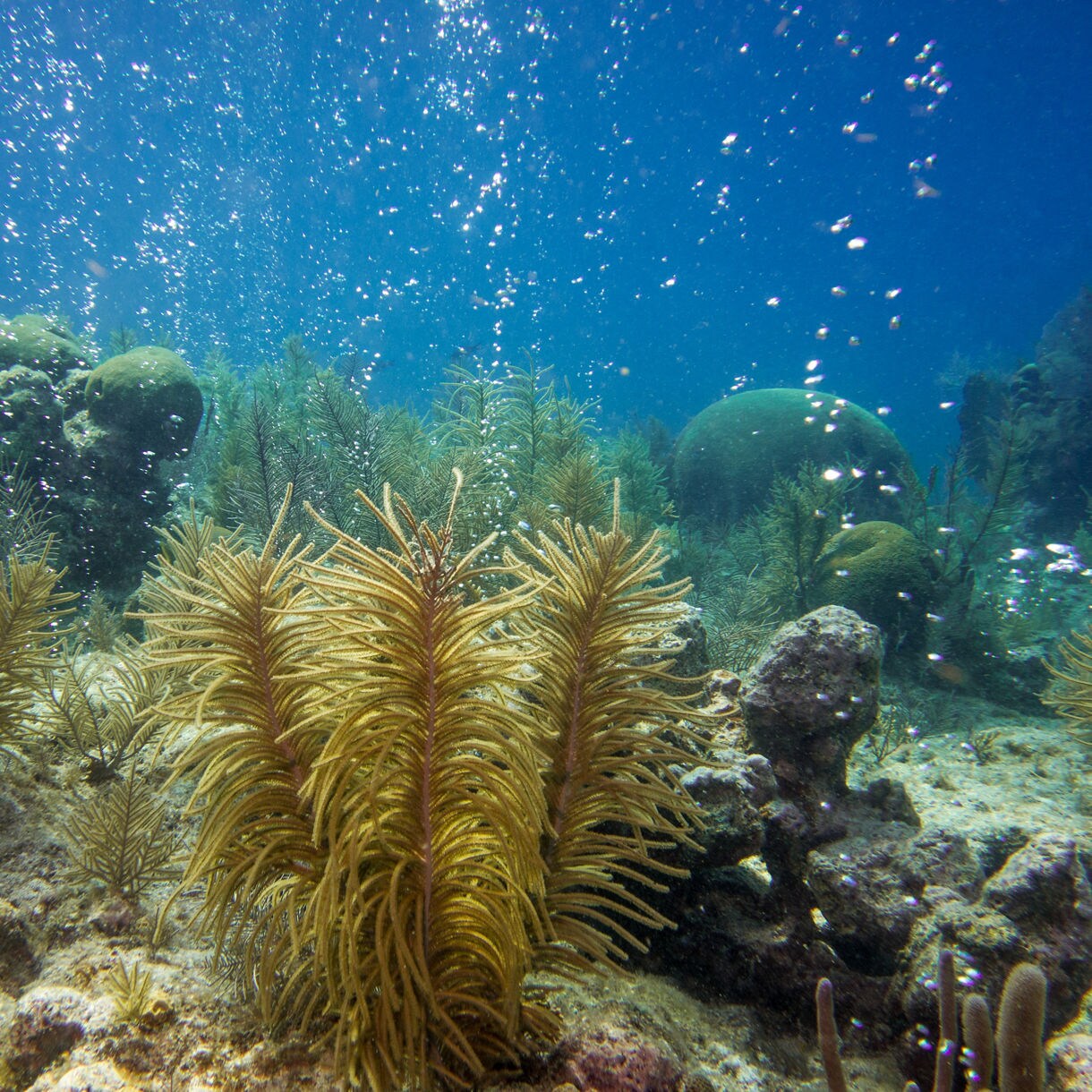 Underwater scene at Champagne Reef in Dominica, showcasing golden coral formations and bubbles rising from volcanic vents, with clear blue water and diverse marine life.