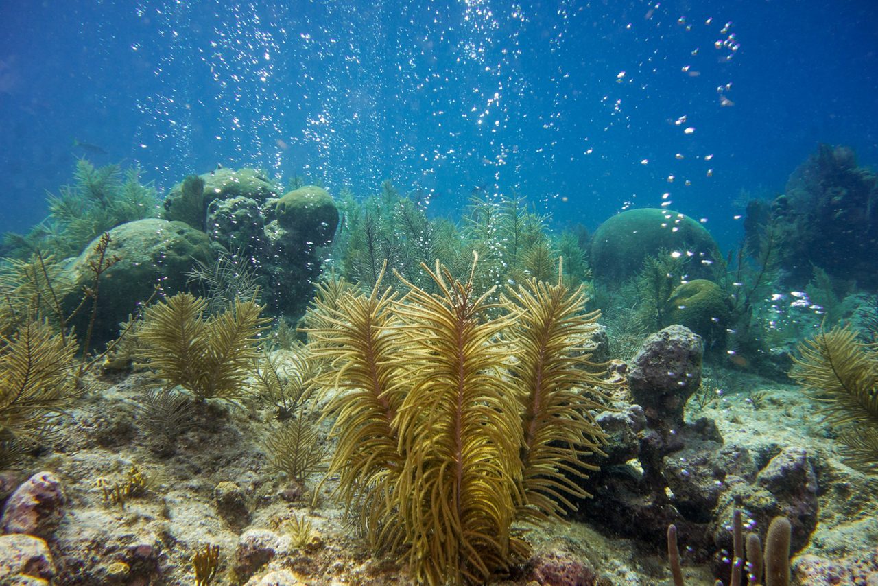 Underwater scene at Champagne Reef in Dominica, showcasing golden coral formations and bubbles rising from volcanic vents, with clear blue water and diverse marine life.