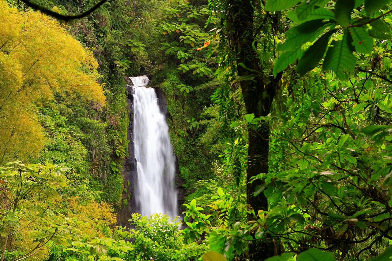 A powerful waterfall in Dominica’s tropical rainforest, surrounded by dense green foliage, towering trees and golden-hued bamboo.