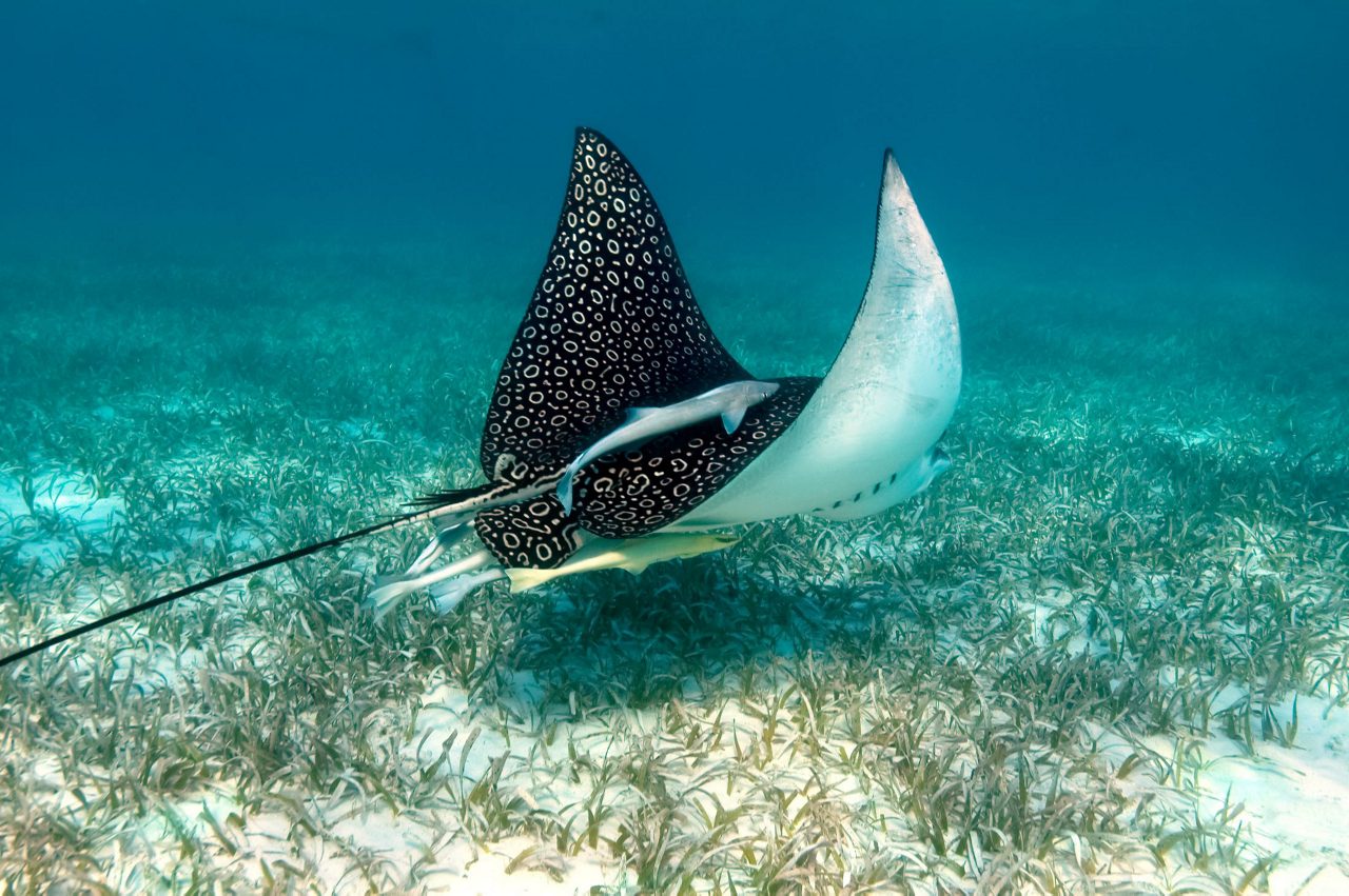 Spotted eagle ray with distinctive black and white pattern swimming over seagrass bed in clear turquoise waters
