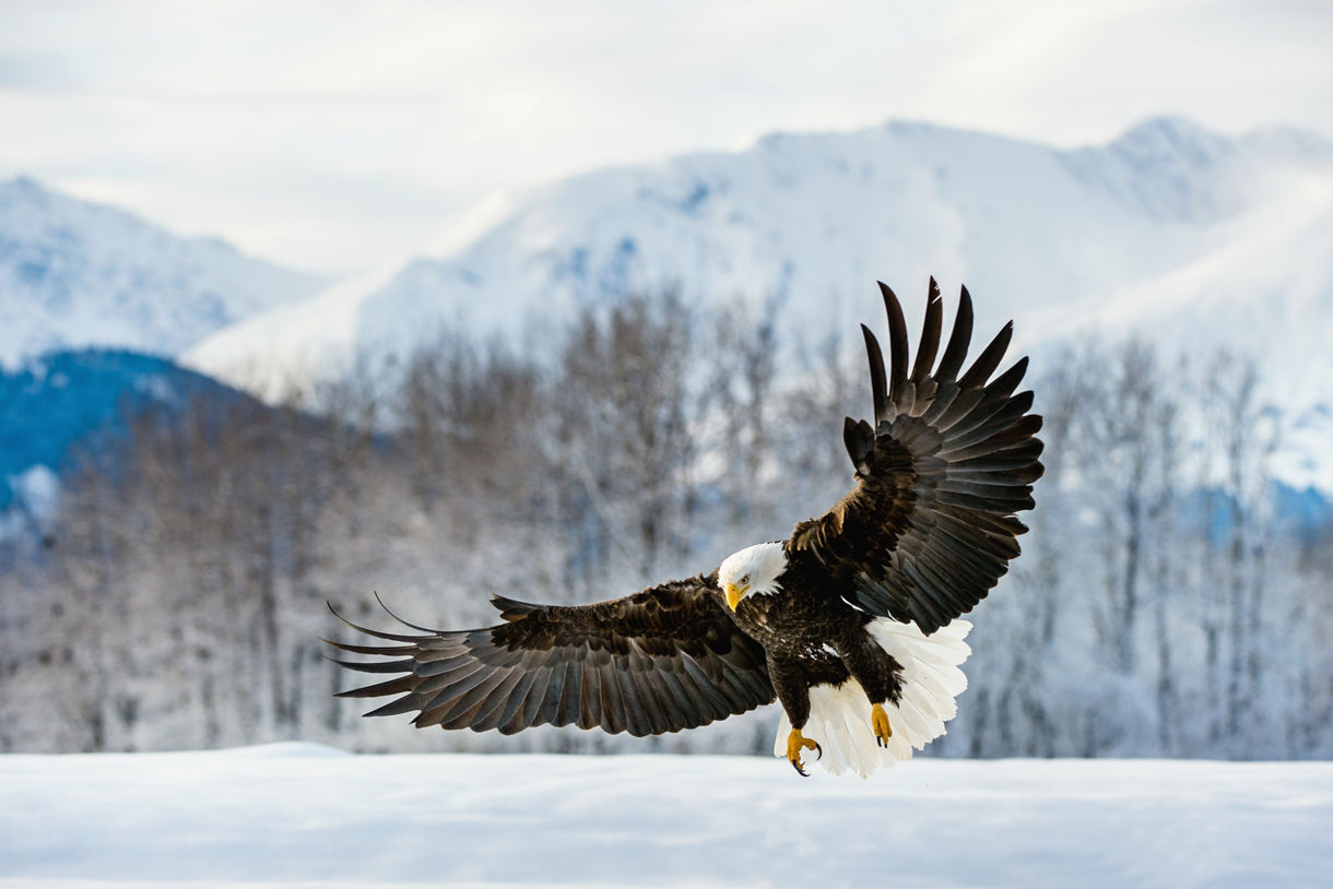 A bald eagle soars gracefully above a pristine snowy field, showcasing its majestic wings against a winter landscape.