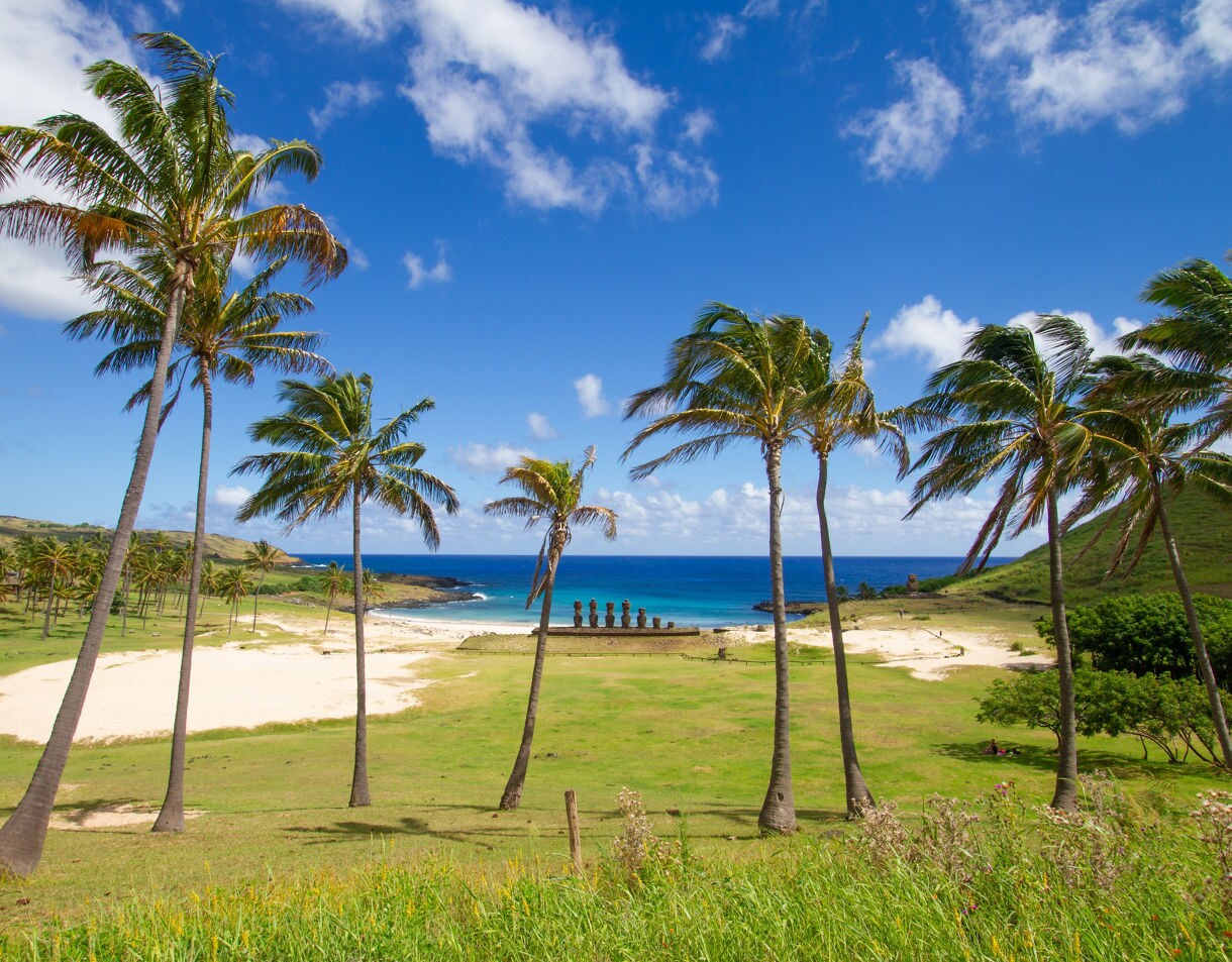 Palm trees lining a grassy beach at Anakena with a row of moai statues near the turquoise ocean under a bright blue sky.