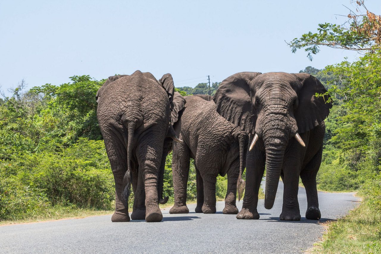 Three large elephants walking on a paved road surrounded by lush green vegetation and trees in St. Lucia.