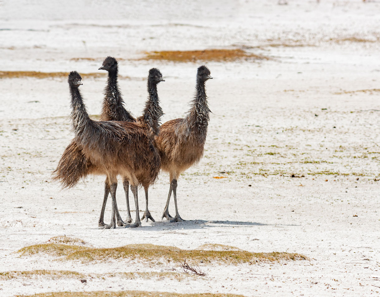 Cruises to Port Lincoln, Australia - Princess Cruises