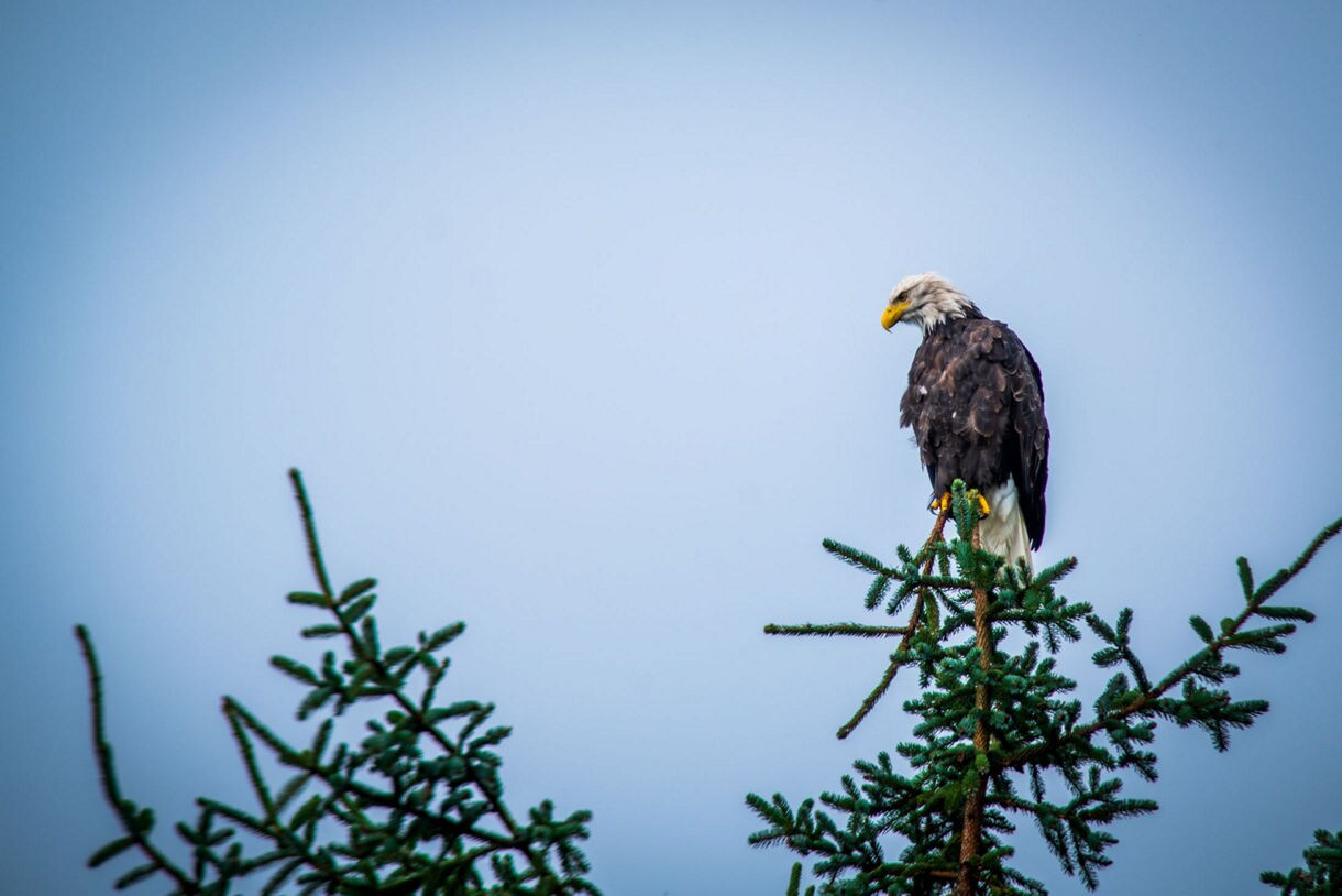 A bald eagle with distinctive white head and yellow beak sits atop a tall evergreen tree against a clear blue sky.