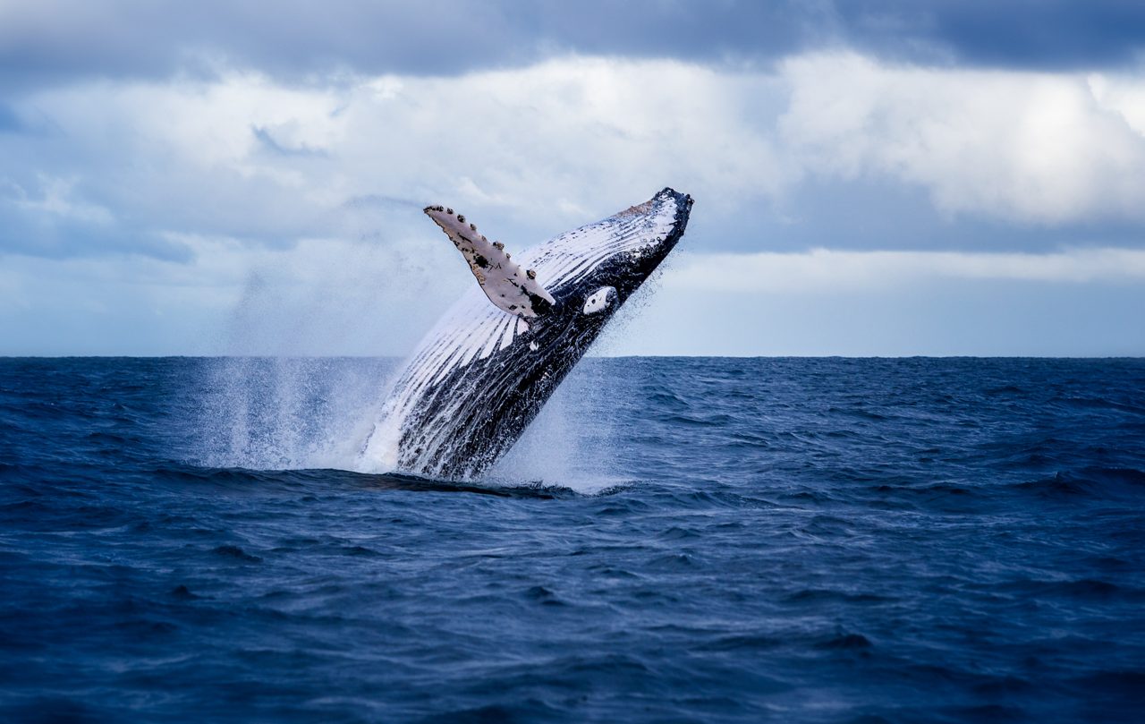 A humpback whale leaping out of the water, with its tail and fins visible.