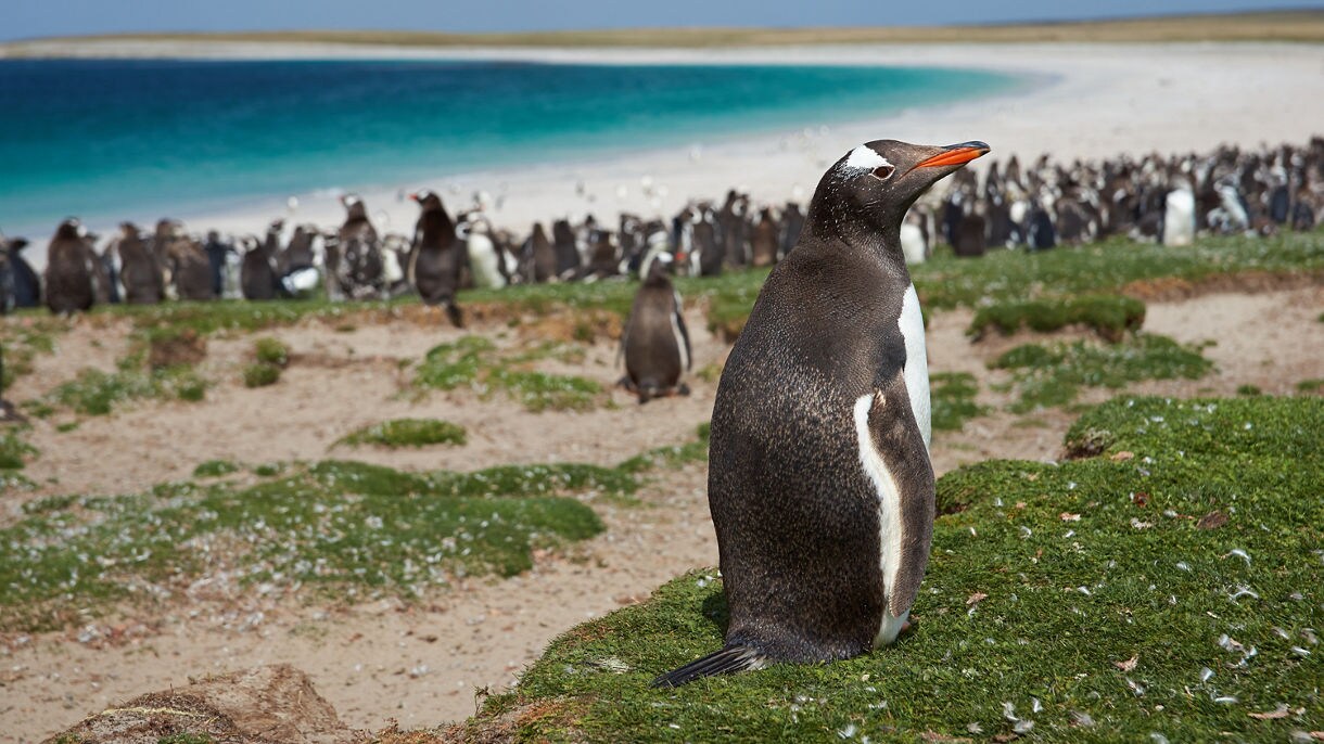 penguins on a beach in falkland islands