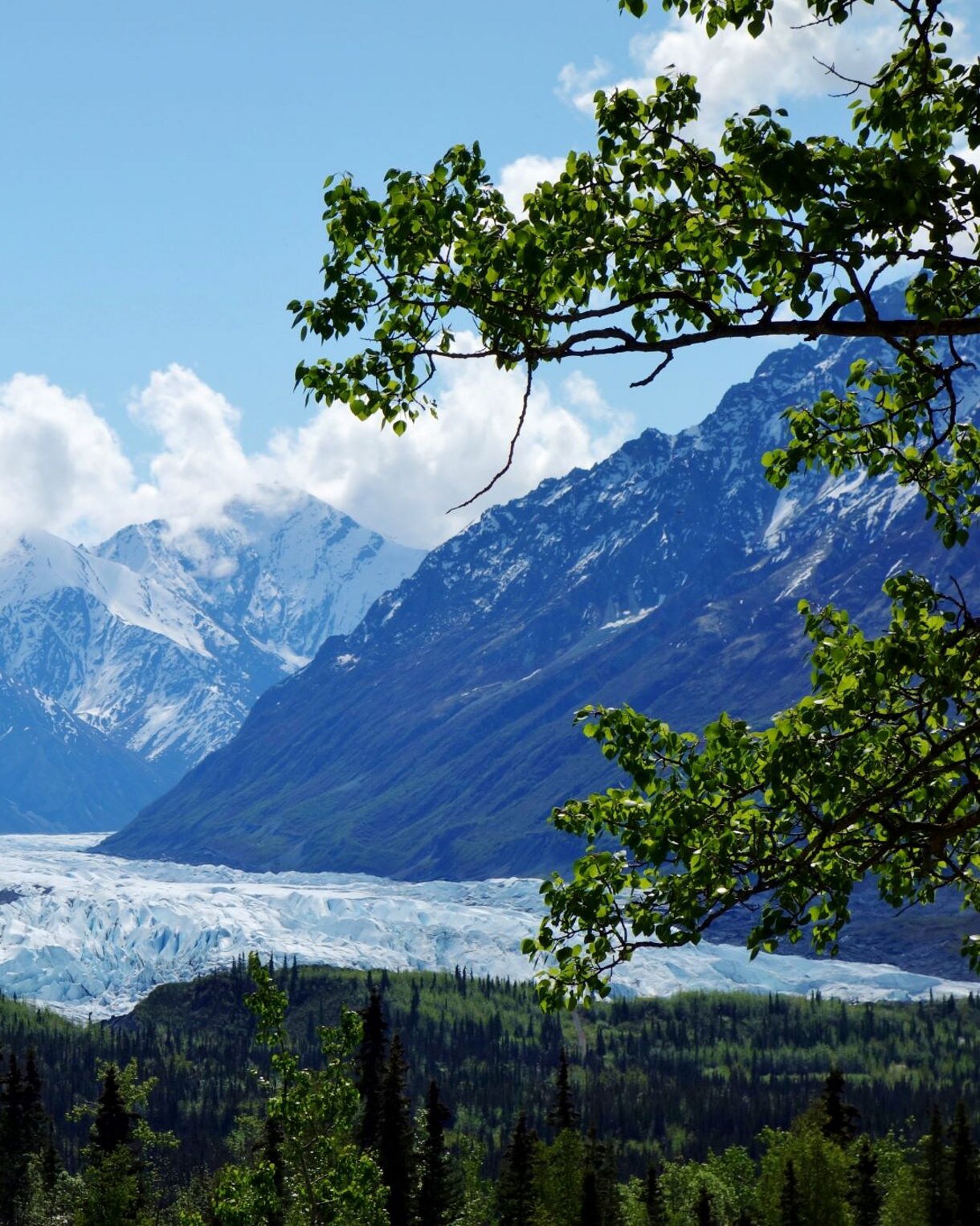 Large glacier flowing between snow-capped mountains with evergreen forest in foreground framed by tree branches in Kenai Fjords National Park near Seward, Alaska.