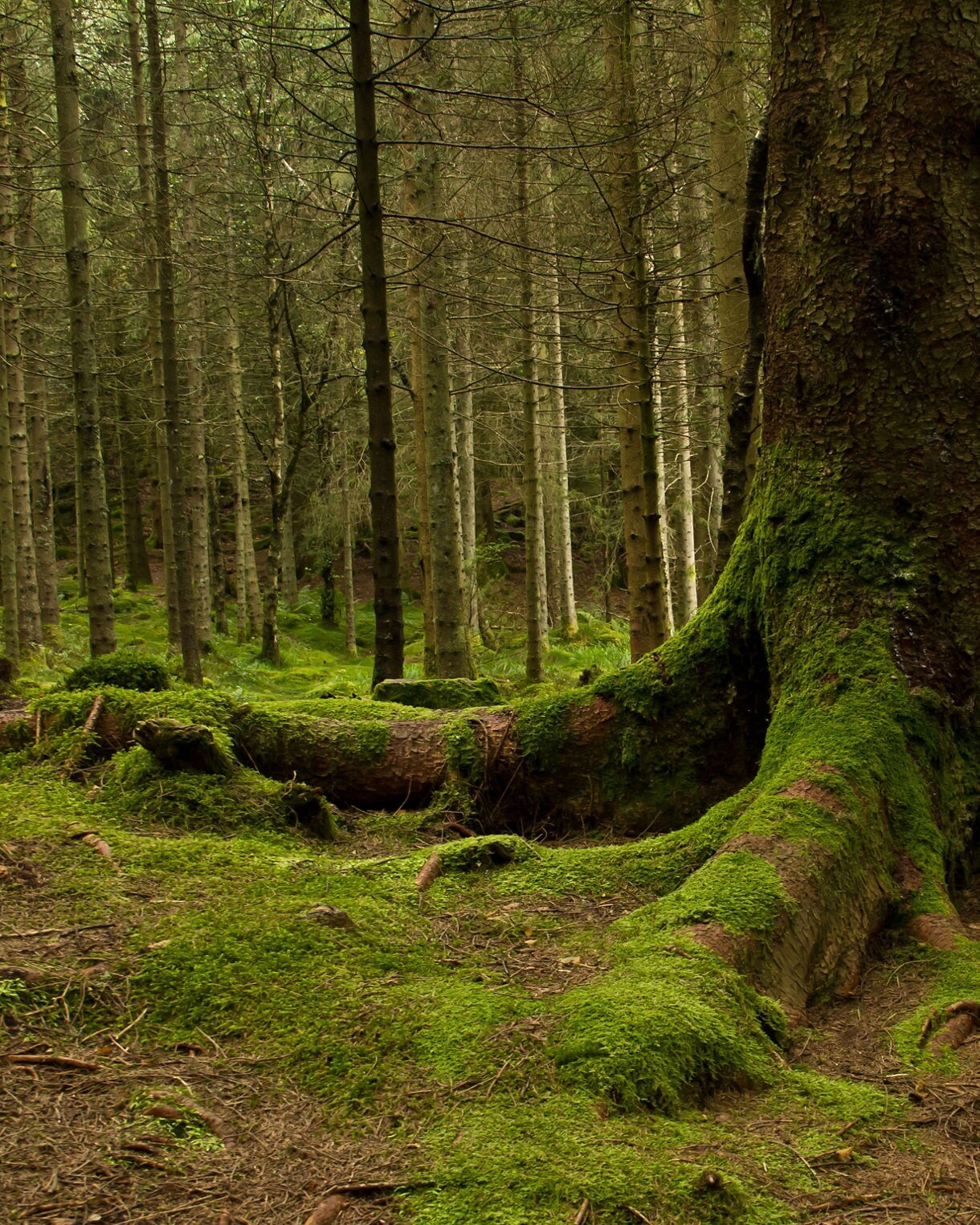 Dense Bergen forest with tall pines and moss-covered tree roots spreading across the green forest floor.