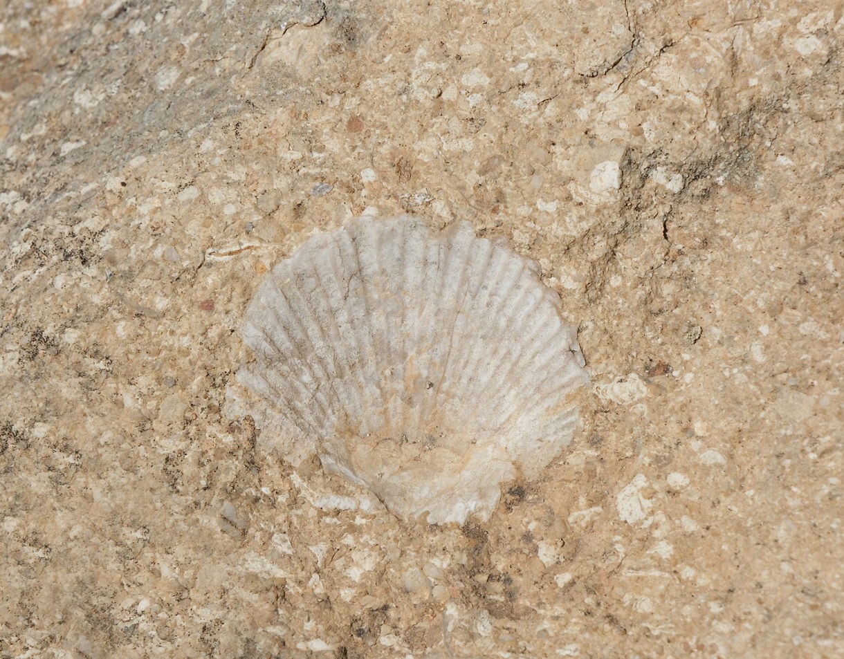 Close-up of a fossilized seashell embedded in rough beige rock.