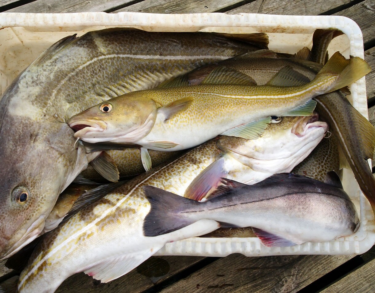 A white plastic container on a wooden dock filled with freshly caught cod fish, showing several large fish stacked together.