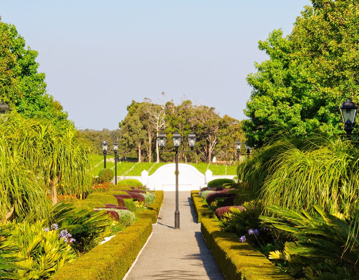 A neatly landscaped walkway lined with trimmed hedges and lush plants, leading toward vineyards and tall trees under a clear sky.