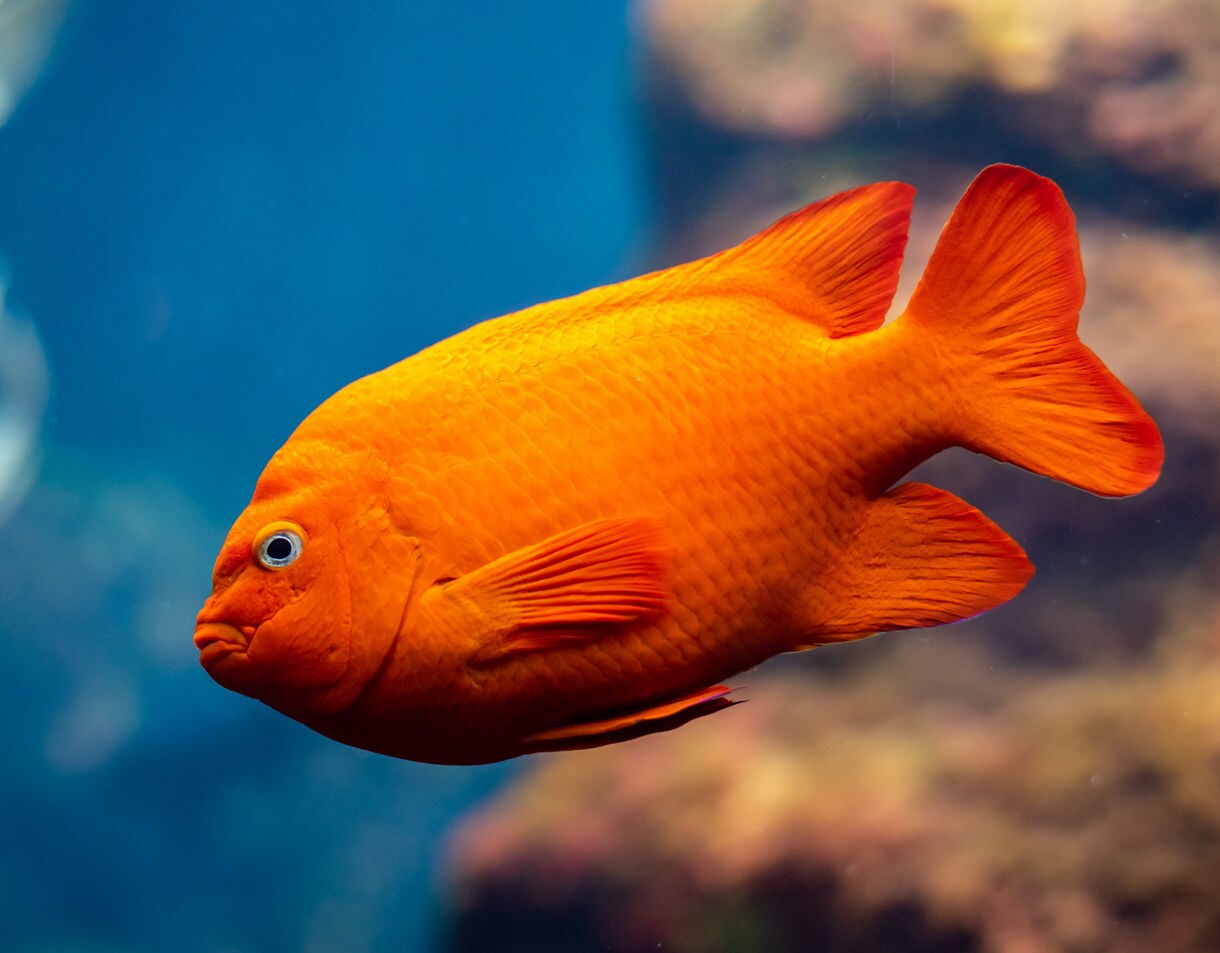 Close-up of a vivid orange garibaldi fish swimming against a blue, softly blurred underwater background.
