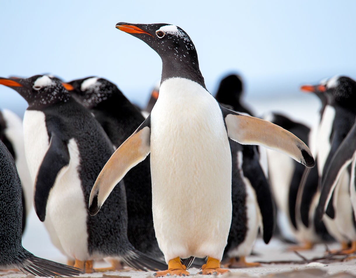 Close view of a gentoo penguin standing with wings slightly outstretched among a clustered group of penguins on a pale, snowy beach.